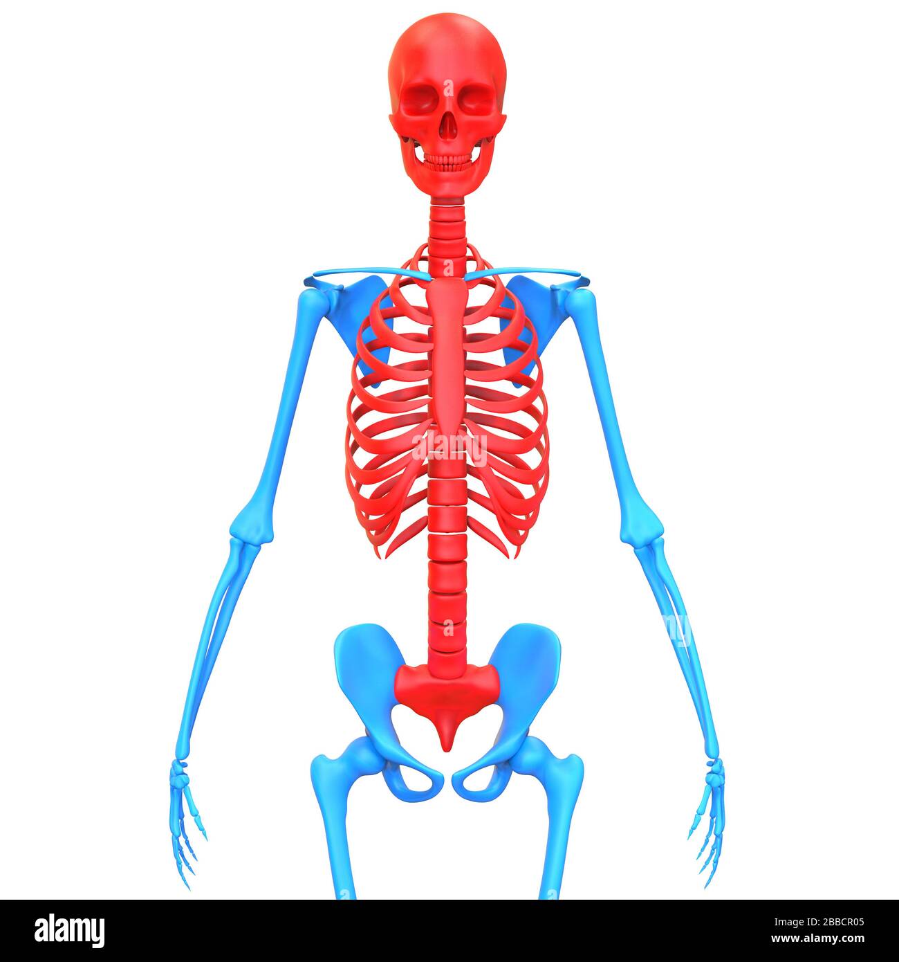 Sistema di scheletro umano rappresentazione 3D dell'anatomia dei giunti ossei assiali del sistema scheletrico umano Foto Stock