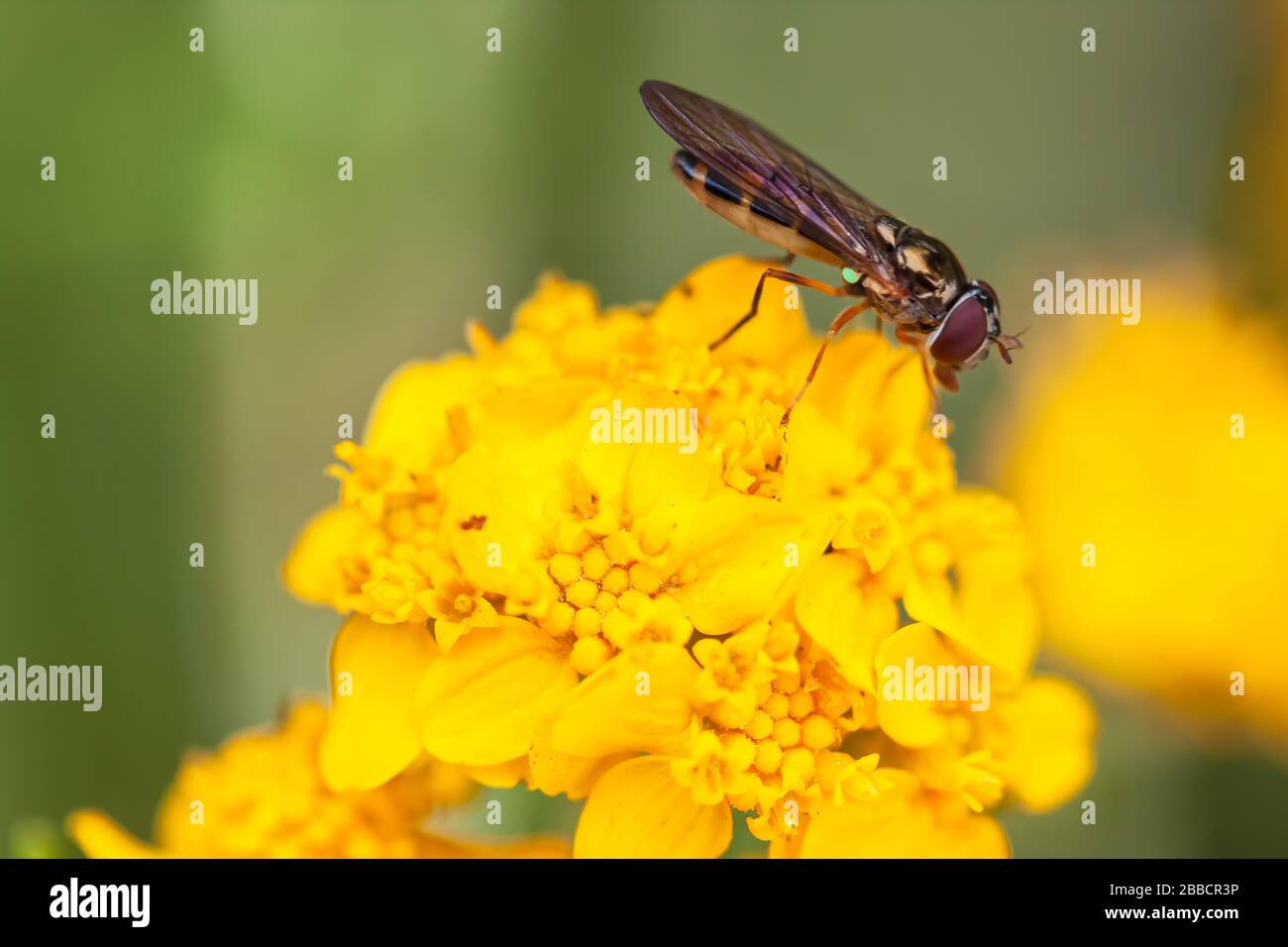 Primo piano a una mosca di hover, famiglia Syrphidae, su un gruppo di girasoli di mare, Eriophyllum staechadifolium, California, Stati Uniti. Foto Stock