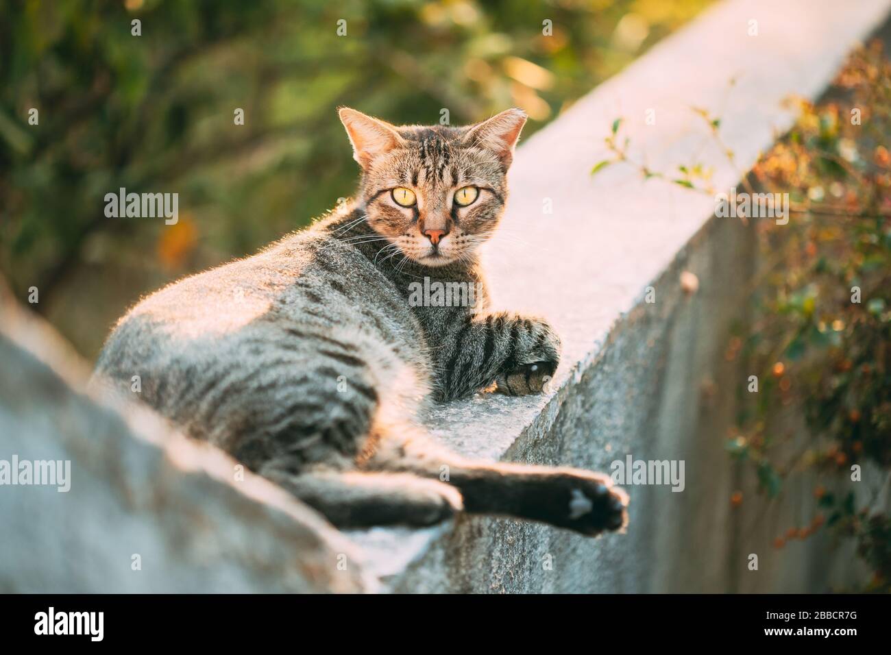 Ritratto di senzatetto grigio gatto riposante all'aperto in strada. Foto Stock