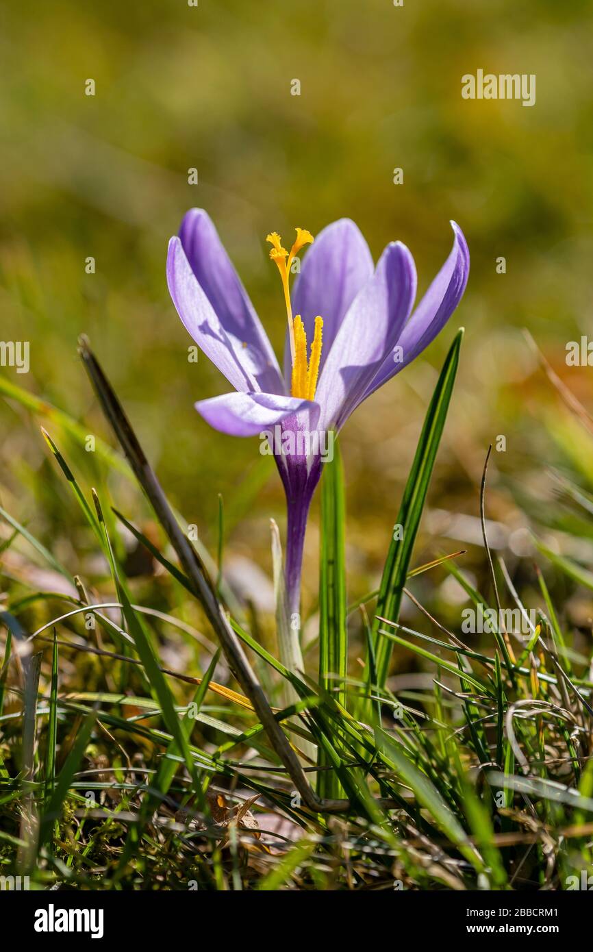 I coccodrilli viola (Crocoideae) stanno fiorendo su un prato Foto Stock