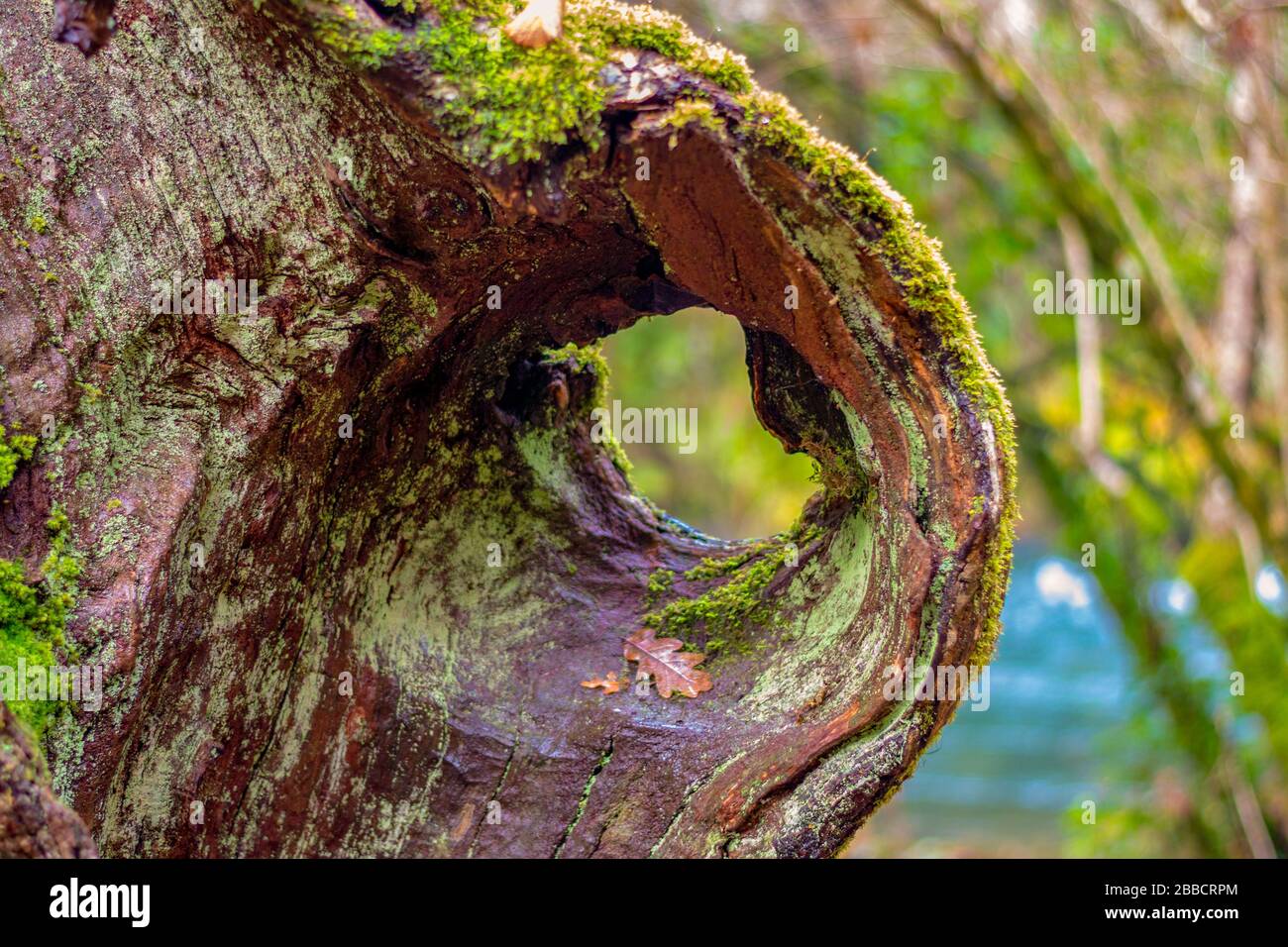 sfocatura orizzontale di un albero danneggiato in passato, dove muschio cresce sulla struttura del suo legno Foto Stock