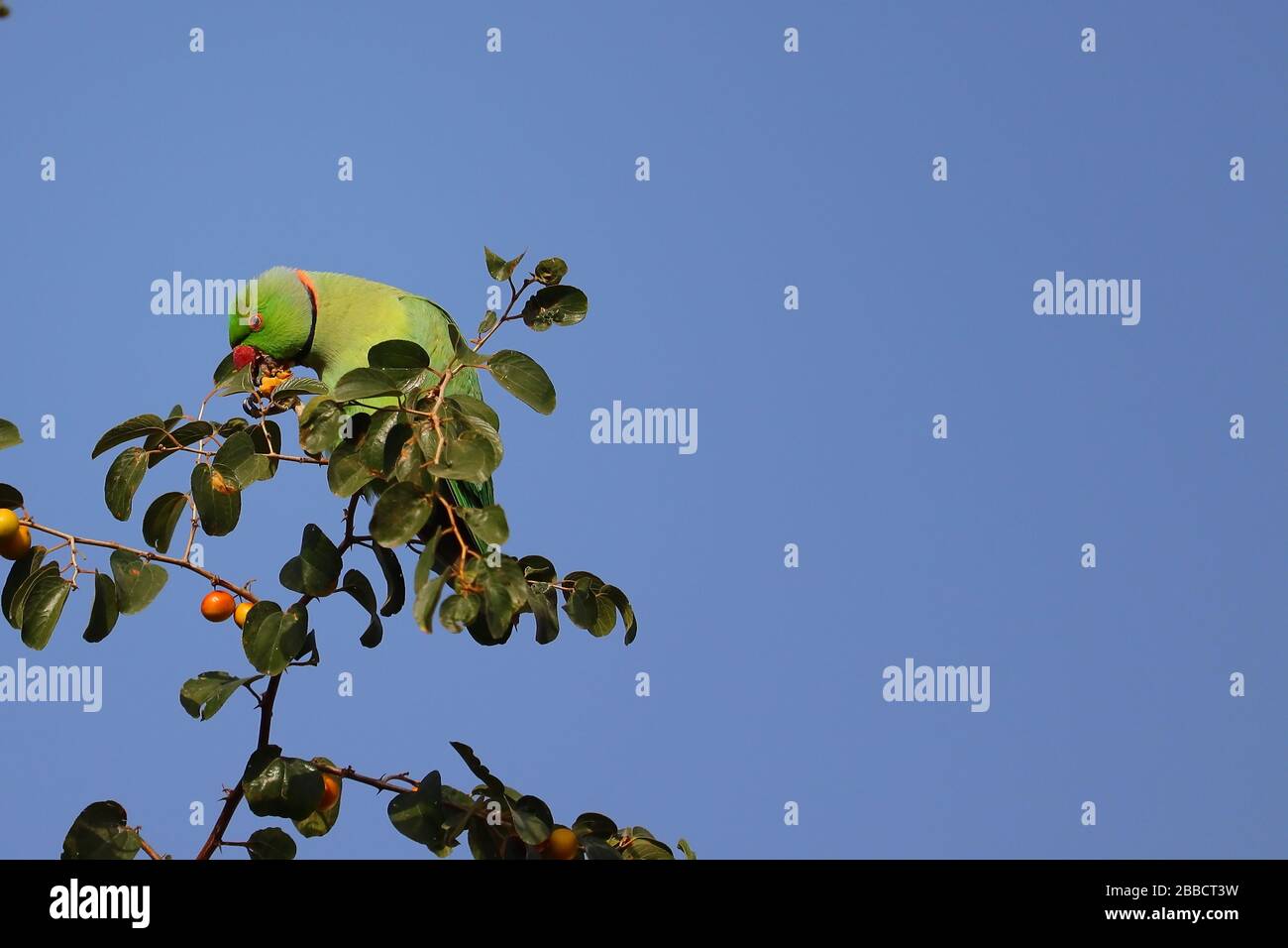 Un pappagallo verde mangiare jujube maturo sull'albero jujube contro il cielo blu Foto Stock