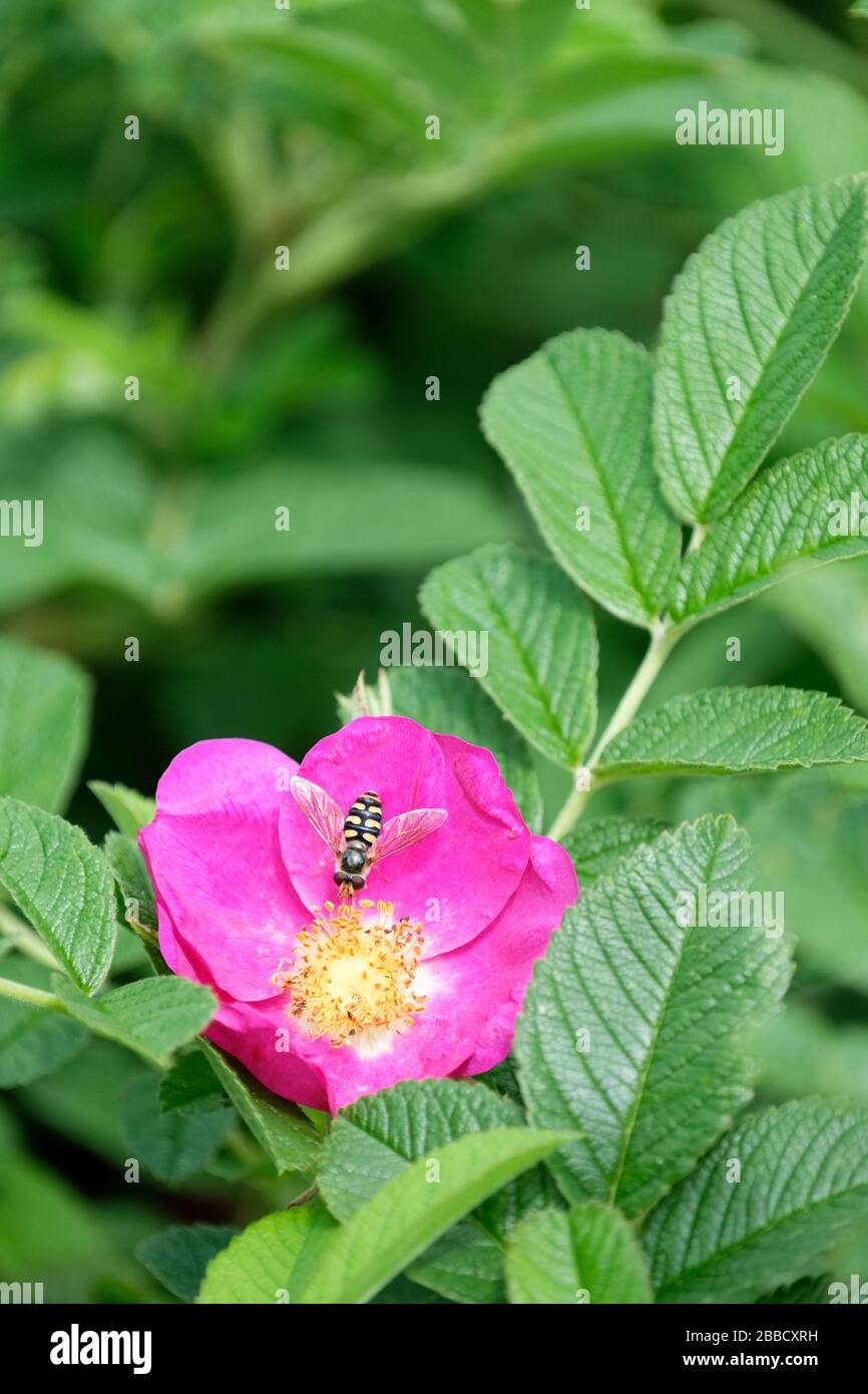 Hoverfly, Eupeodes luniger che alimenta su Rosa 'Shorte Track', rosa rosa 'Shorte Track' Foto Stock