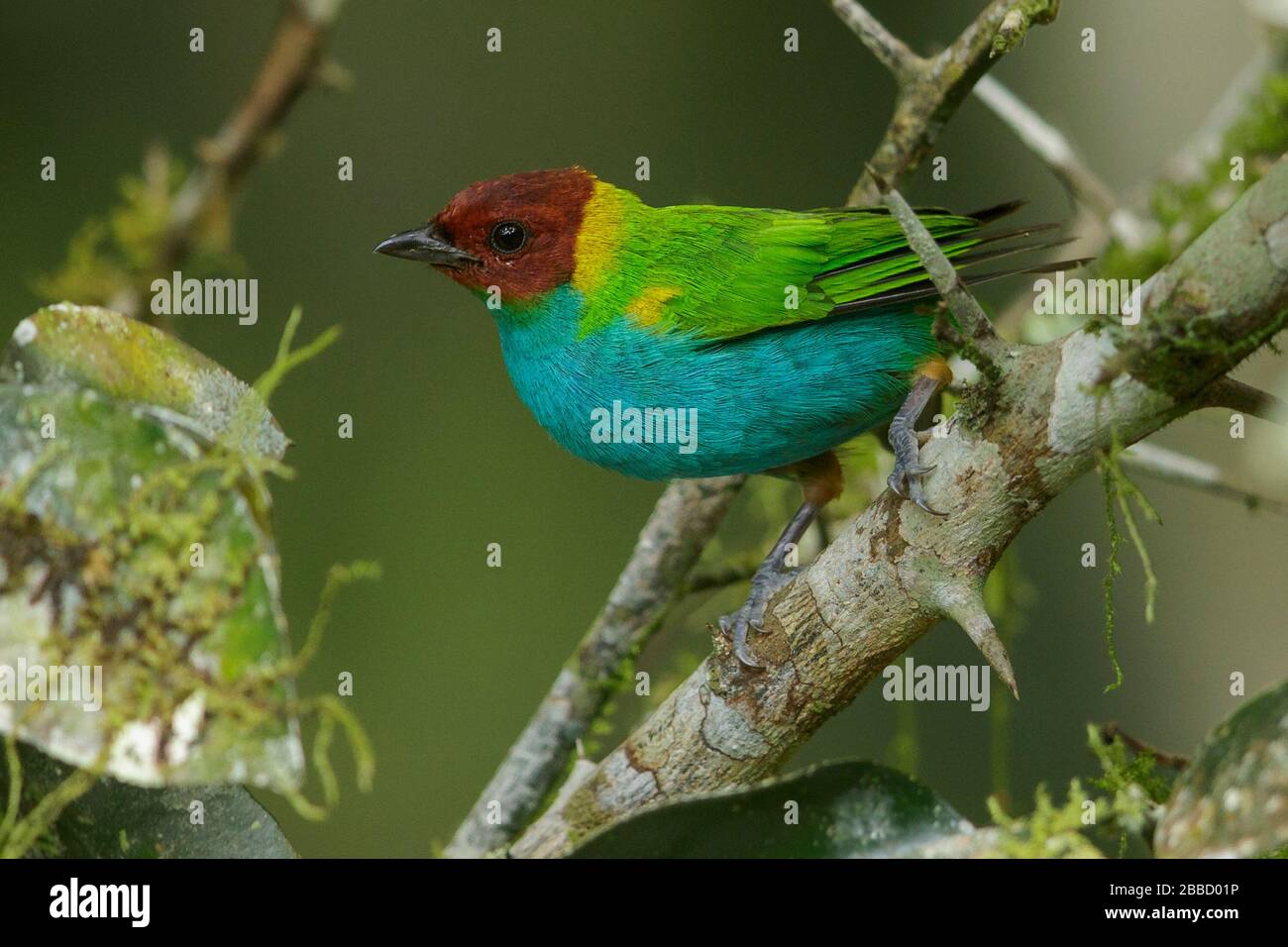 Tanager Bay-headed (Tangara girola) arroccato su un ramo nel sud dell'Ecuador. Foto Stock