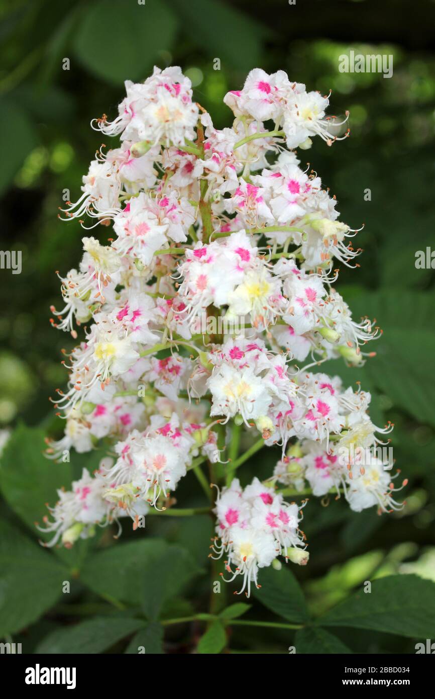 Cavallo Castagno albero fiore (Aesculus hippocastanum) Foto Stock