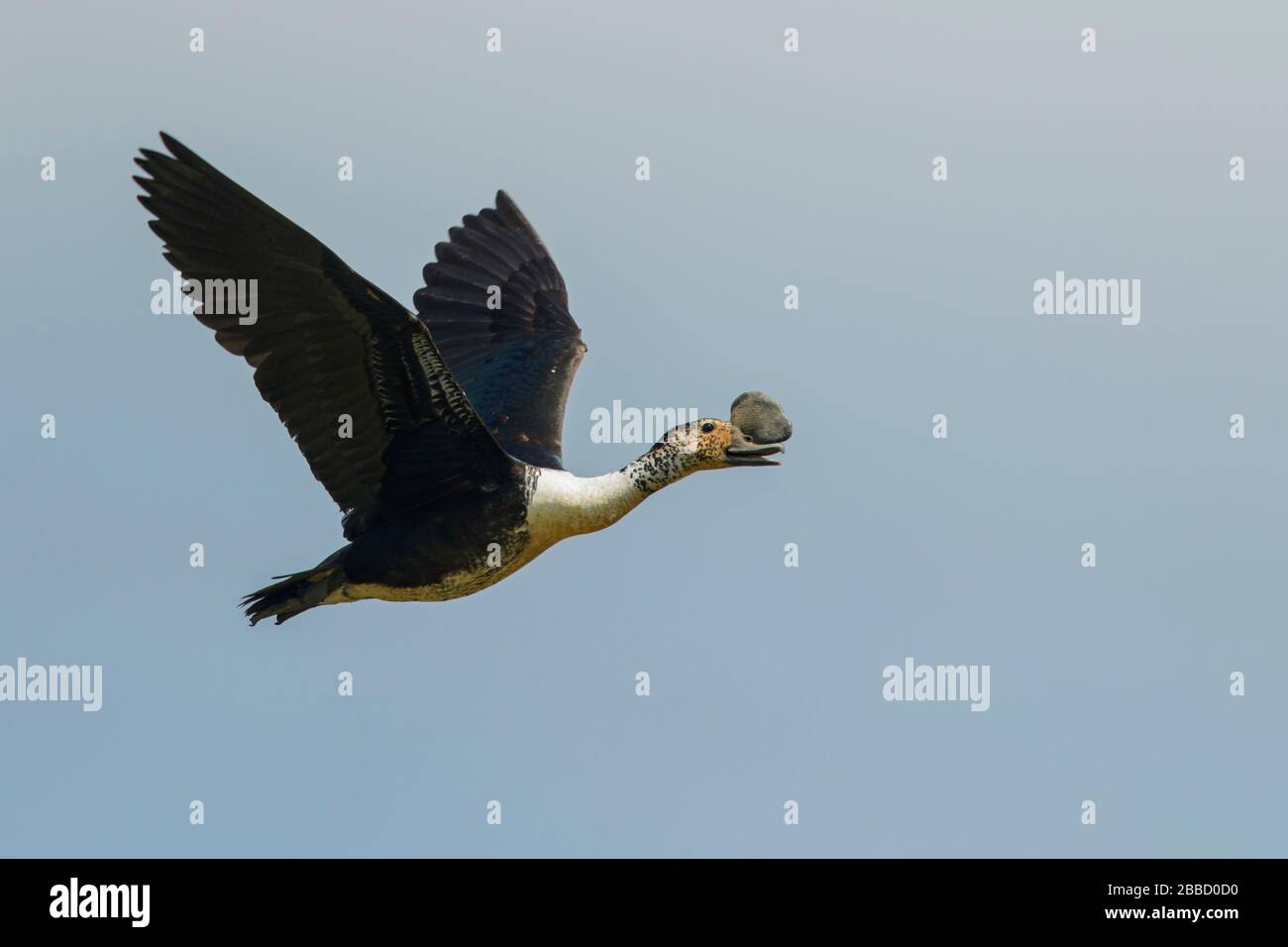 Comb Duck (Sarkidiornis melanotos) che vola su una zona umida nel sud dell'Ecuador. Foto Stock