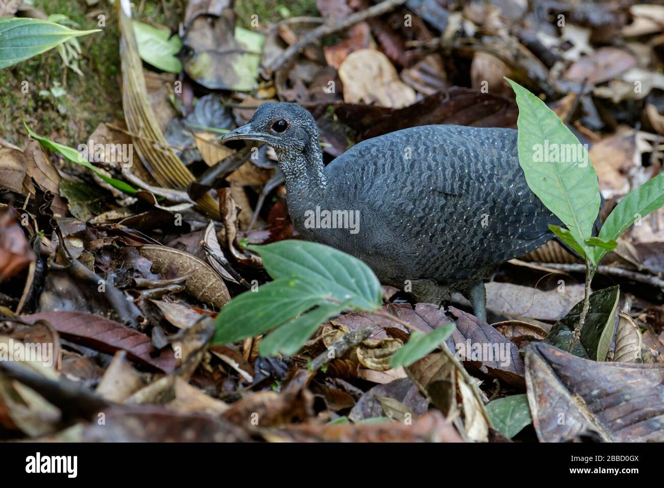 Grigio Tinamou (Tinamus tao) nutrimento sul pavimento della foresta nel sud dell'Ecuador. Foto Stock