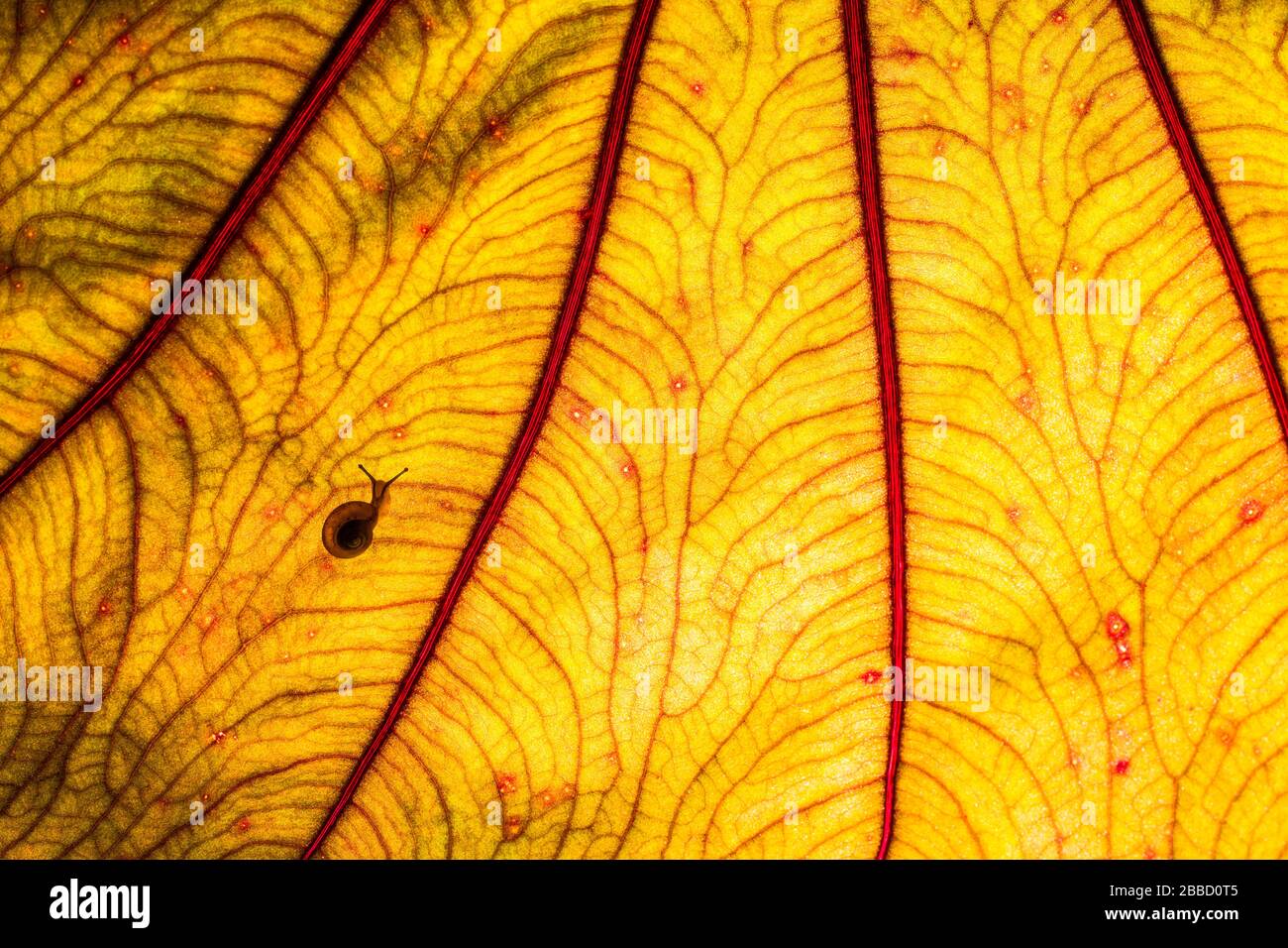 Lumaca su foglia di luce retroilluminata, Costa Rica Foto Stock