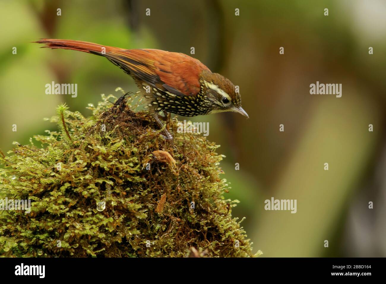 Perlato Treprecursore (Margarornis squamiger) arroccato su un ramo nel sud dell'Ecuador. Foto Stock