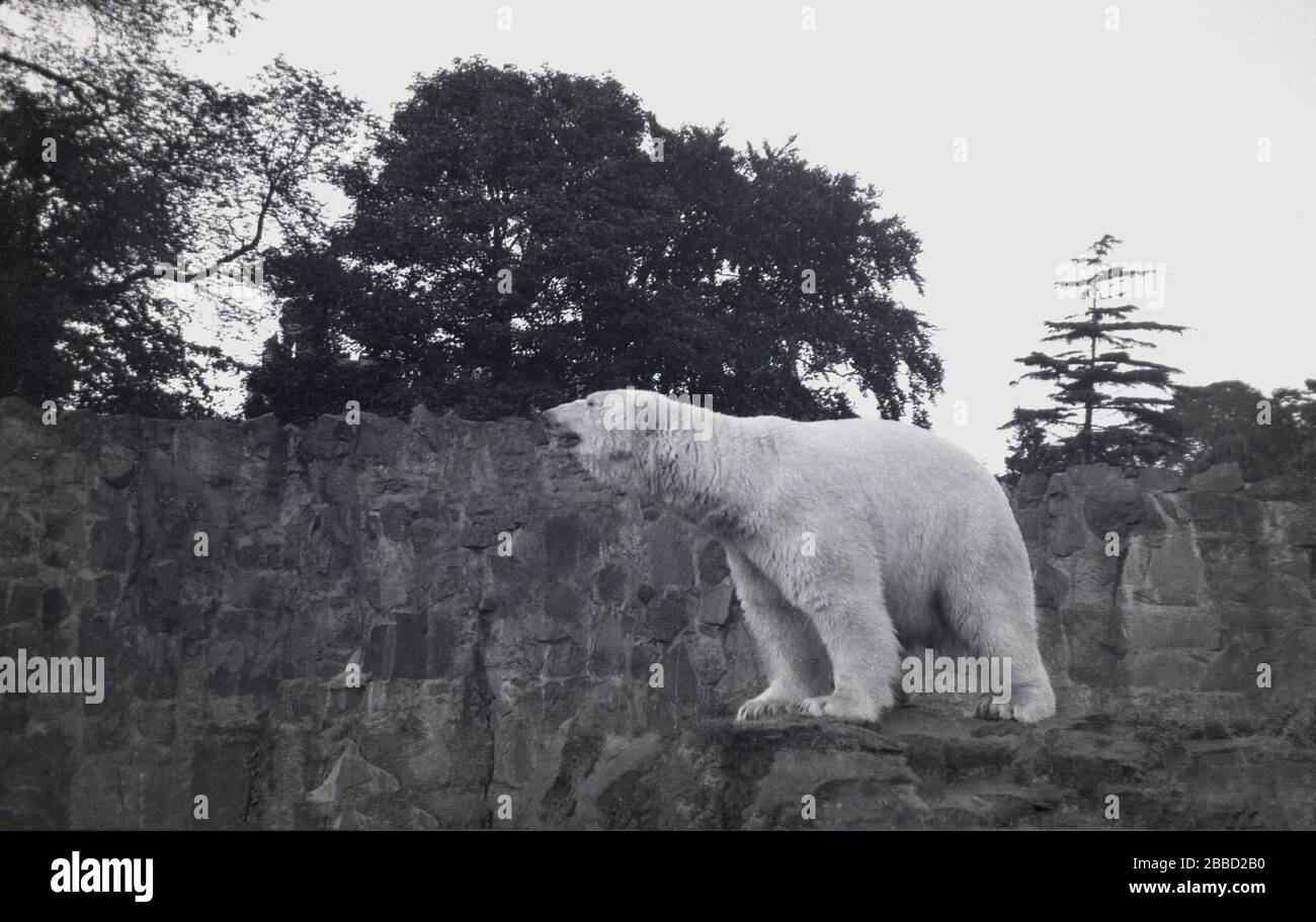 Intorno al 1930, storico, un orso polare che si erge su tutte le zampe su una roccia nel suo recinto alto recinto murato, lo Scottish National Zoological Park, vale a dire lo Zoo di Edimburgo, Edimburgo, Scozia, Regno Unito. Lo zoo si trova sulle pendici della collina Corstorphine. Foto Stock