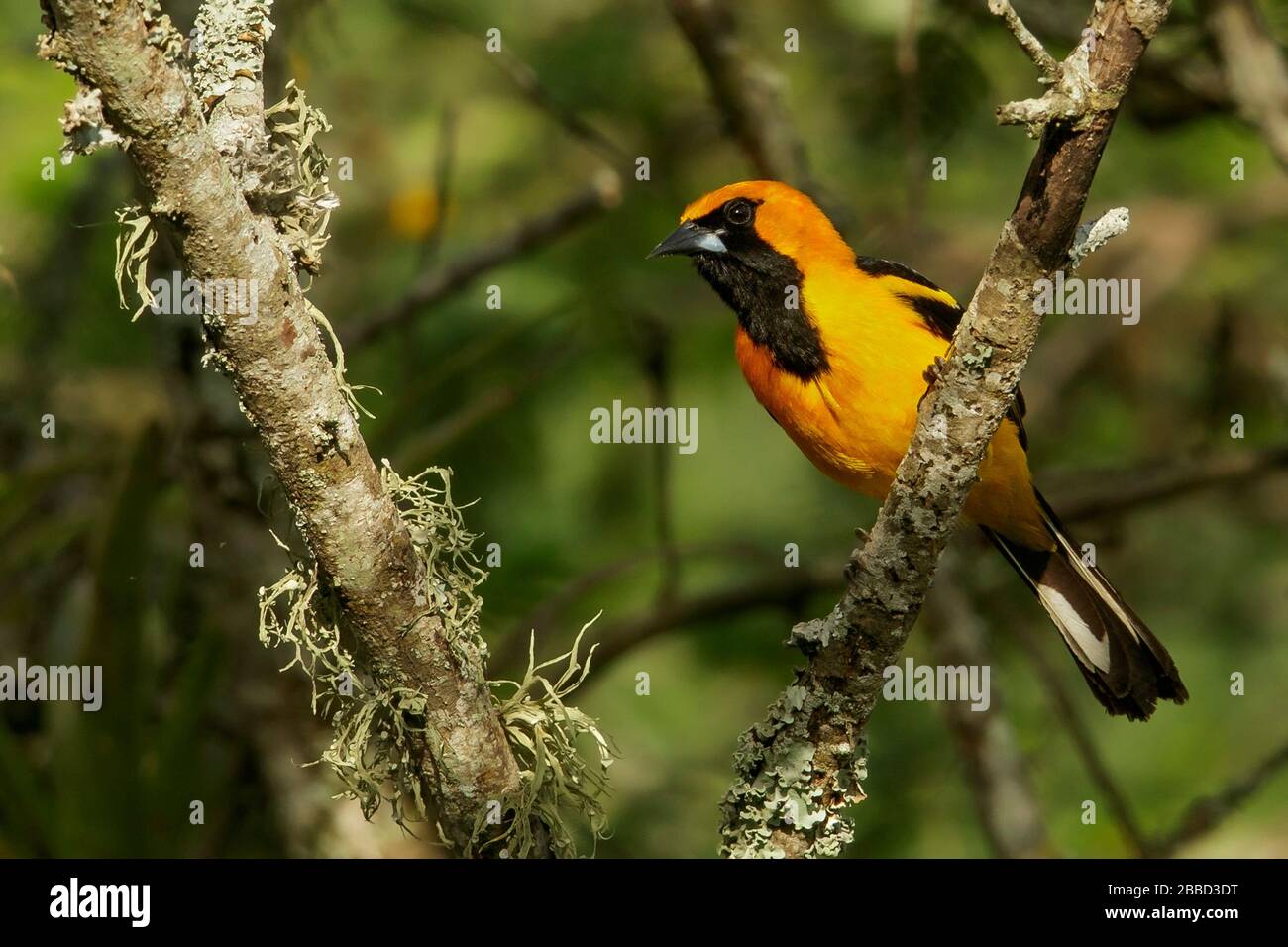 Oriole (Icterus garhannae), orlato bianco, appollaiato su un ramo nel sud dell'Ecuador. Foto Stock