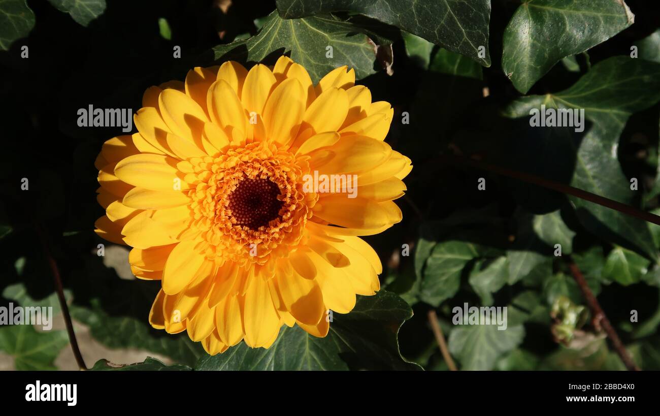 primo piano di una gerbera gialla al sole circondata da edera Foto Stock