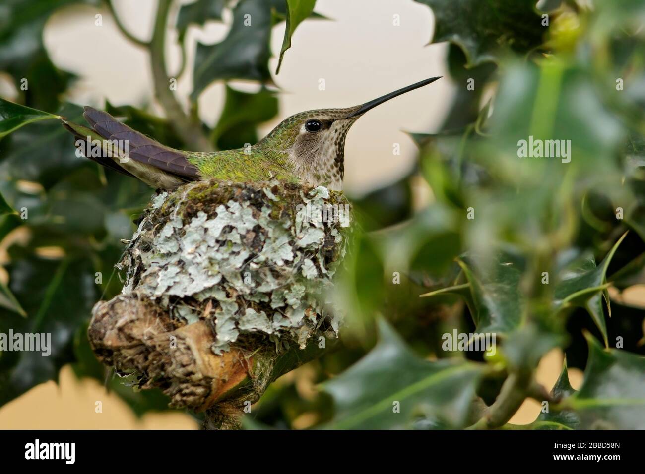 Anna (Hummingbird Calypte anna) Foto Stock