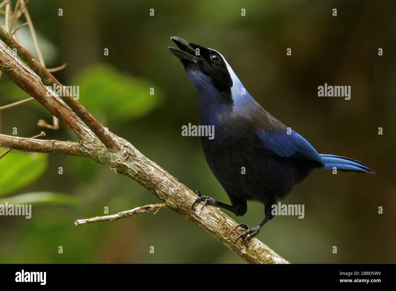 Bella Jay (Cyanolyca pulchra) arroccato su un ramo delle Ande montagne in Colombia. Foto Stock