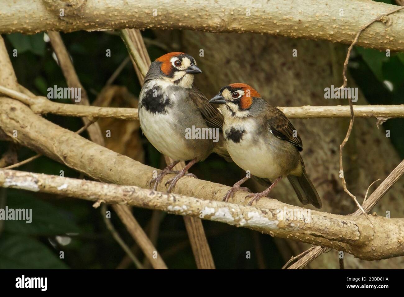 La Sparrow terra di Cabanis (Melozone cabanisi) appollaiata su un ramo vicino San Jose, Costa Rica. Foto Stock