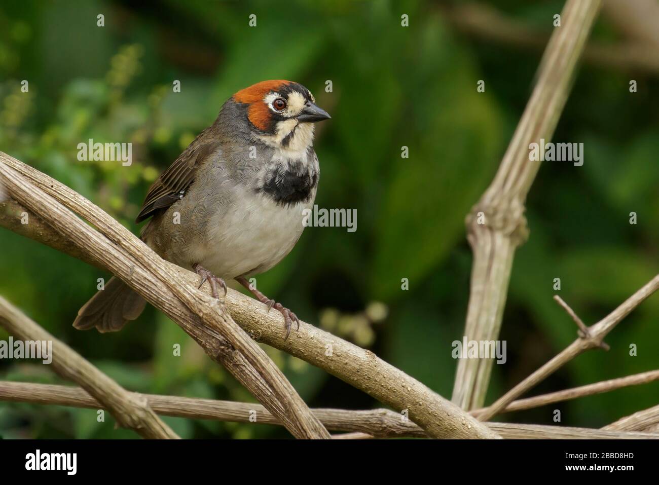 La Sparrow terra di Cabanis (Melozone cabanisi) appollaiata su un ramo vicino San Jose, Costa Rica. Foto Stock