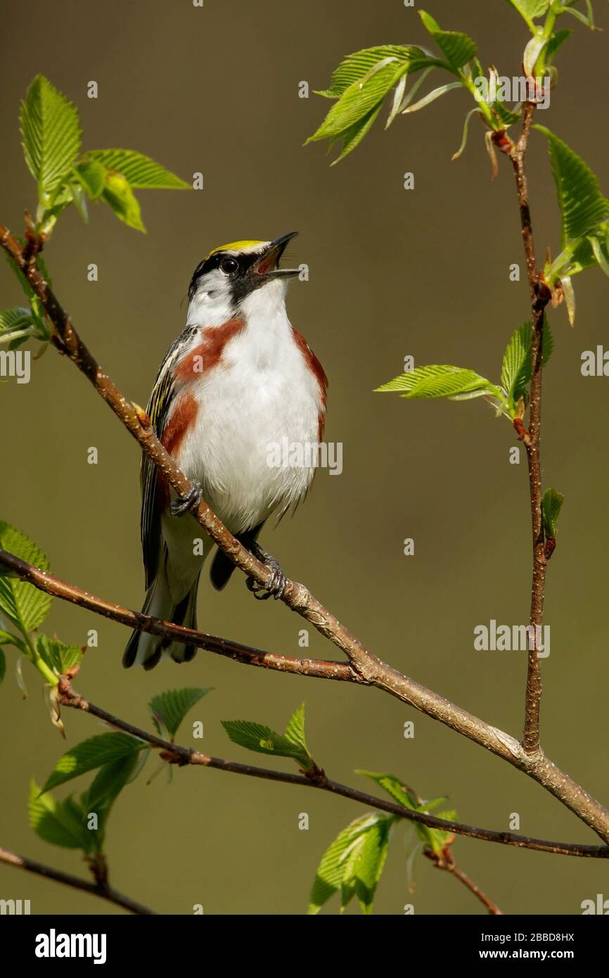 Chestnut-sided Warbler (Dendroica pensilvanica) appollaiato su un ramo in Ontario, Canada Foto Stock Chestnut-sided Warbler (Dendroica pensilvanica) appollaiato su un ramo in Ontario, Canada Foto Stock