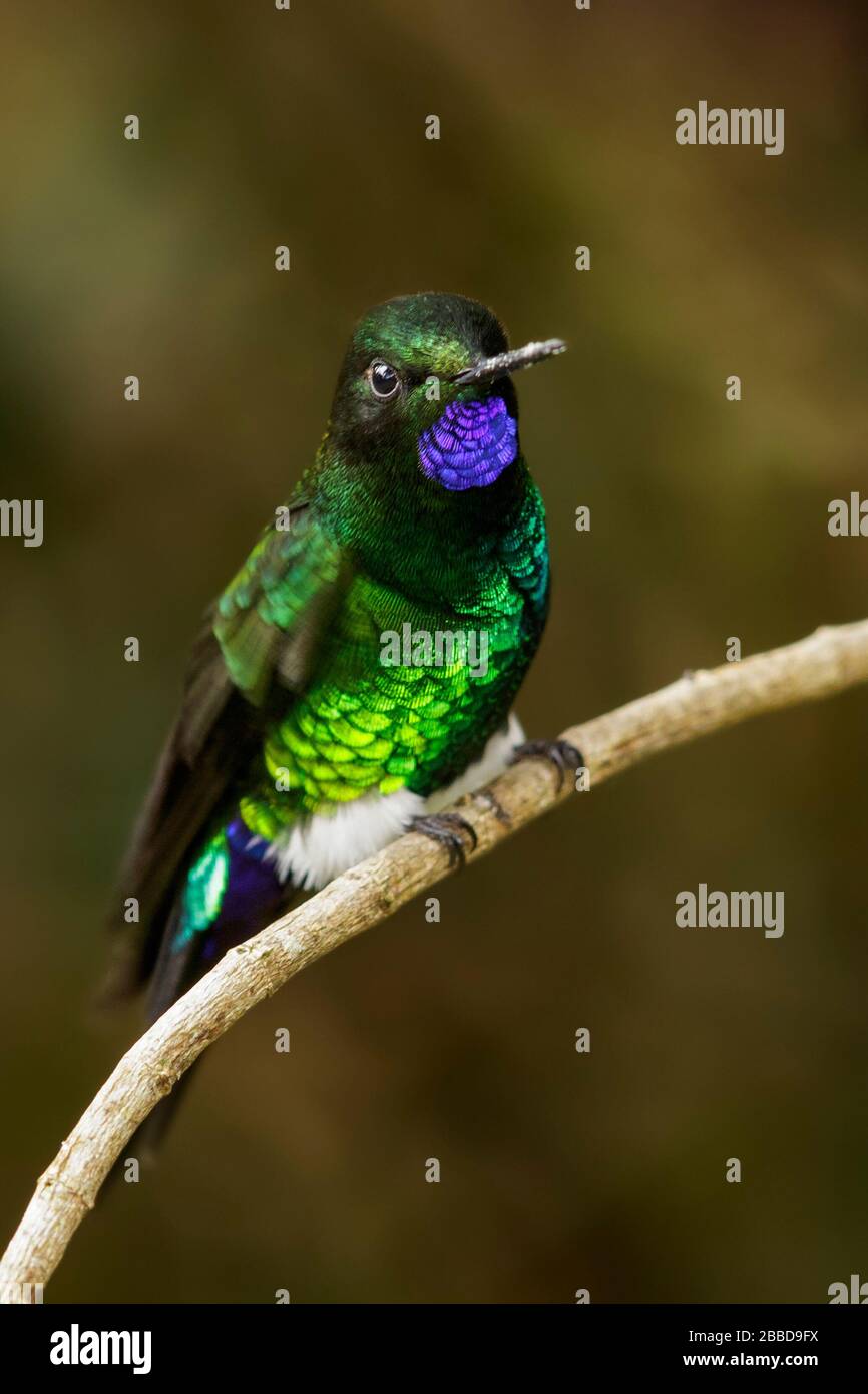 Incandescente Puffleg (Eriocnemis vestita) arroccato su un ramo delle Ande montagne in Colombia. Foto Stock