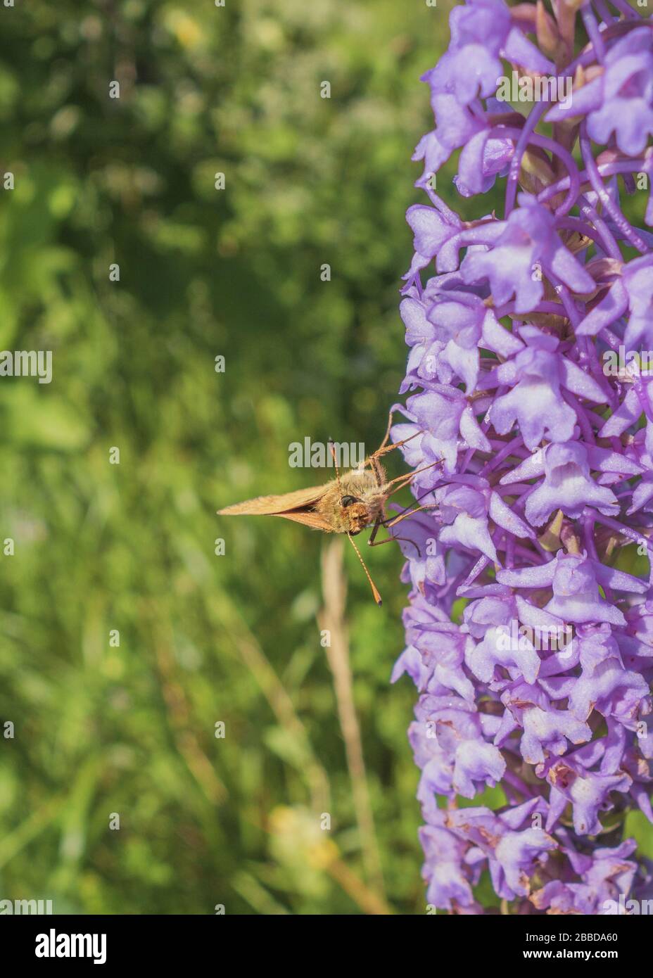 Les Divers variétés d'orchidées qui fleurissent au printemps dans le Bugey et la haute et basse vallée de la rivière d'Ain Foto Stock