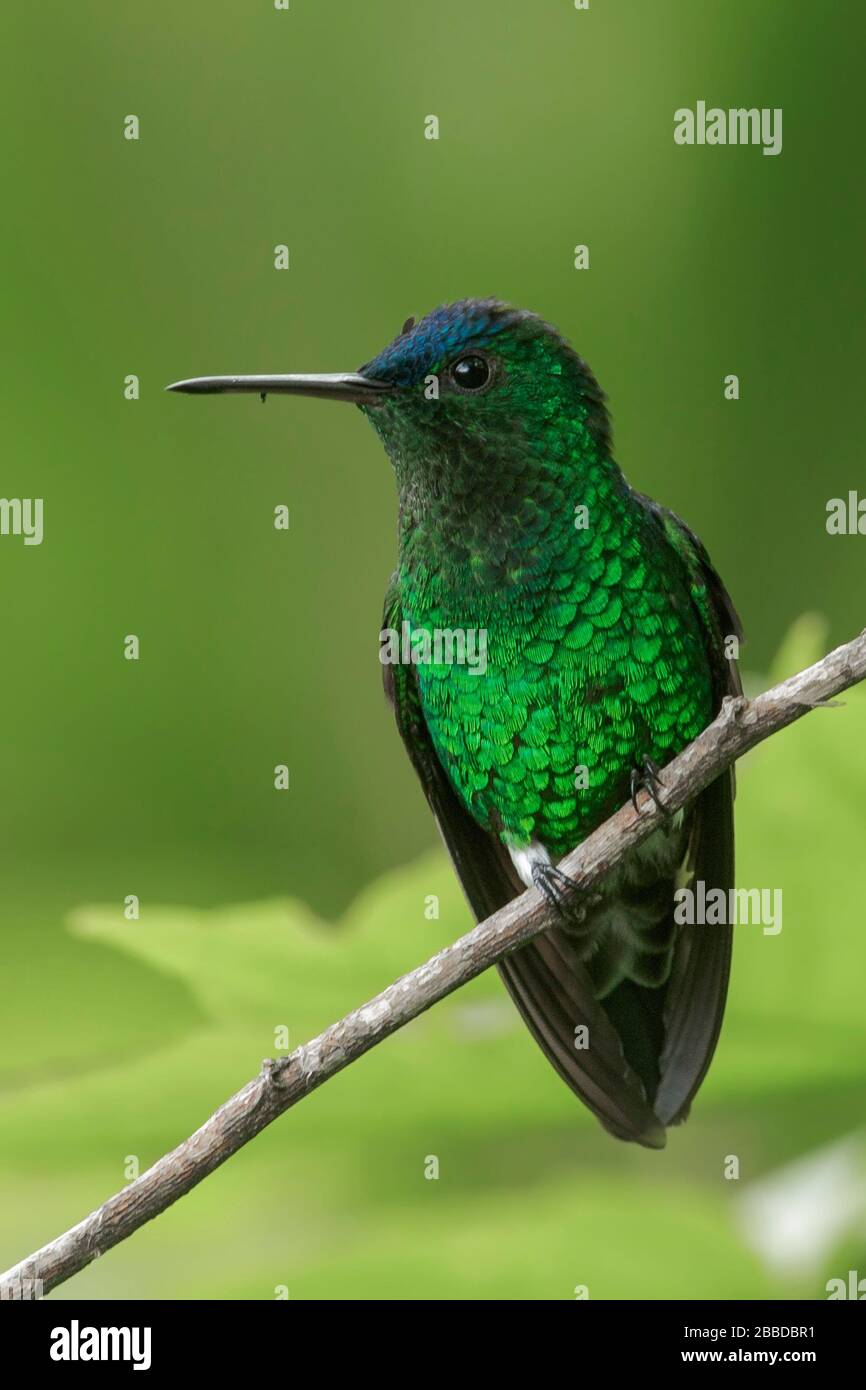 Indaco-capped Hummingbird (Amazilia cyanifrons) arroccato su un ramo delle Ande montagne in Colombia. Foto Stock