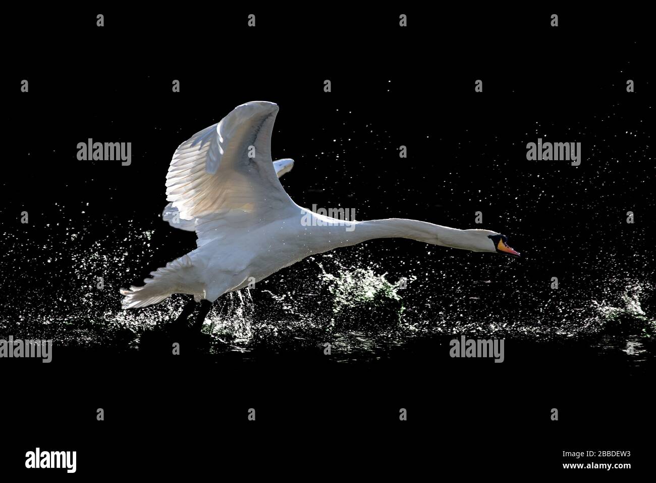 Mute Swan (cygnus olor) facendo un tuffo mentre si prende in aria nel nero della notte Foto Stock