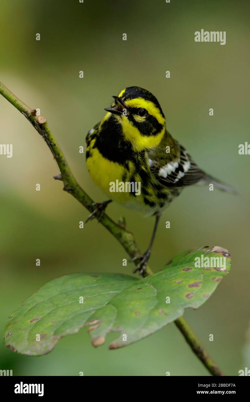 Townsend's Warbler (Dendroica townsendi) Foto Stock
