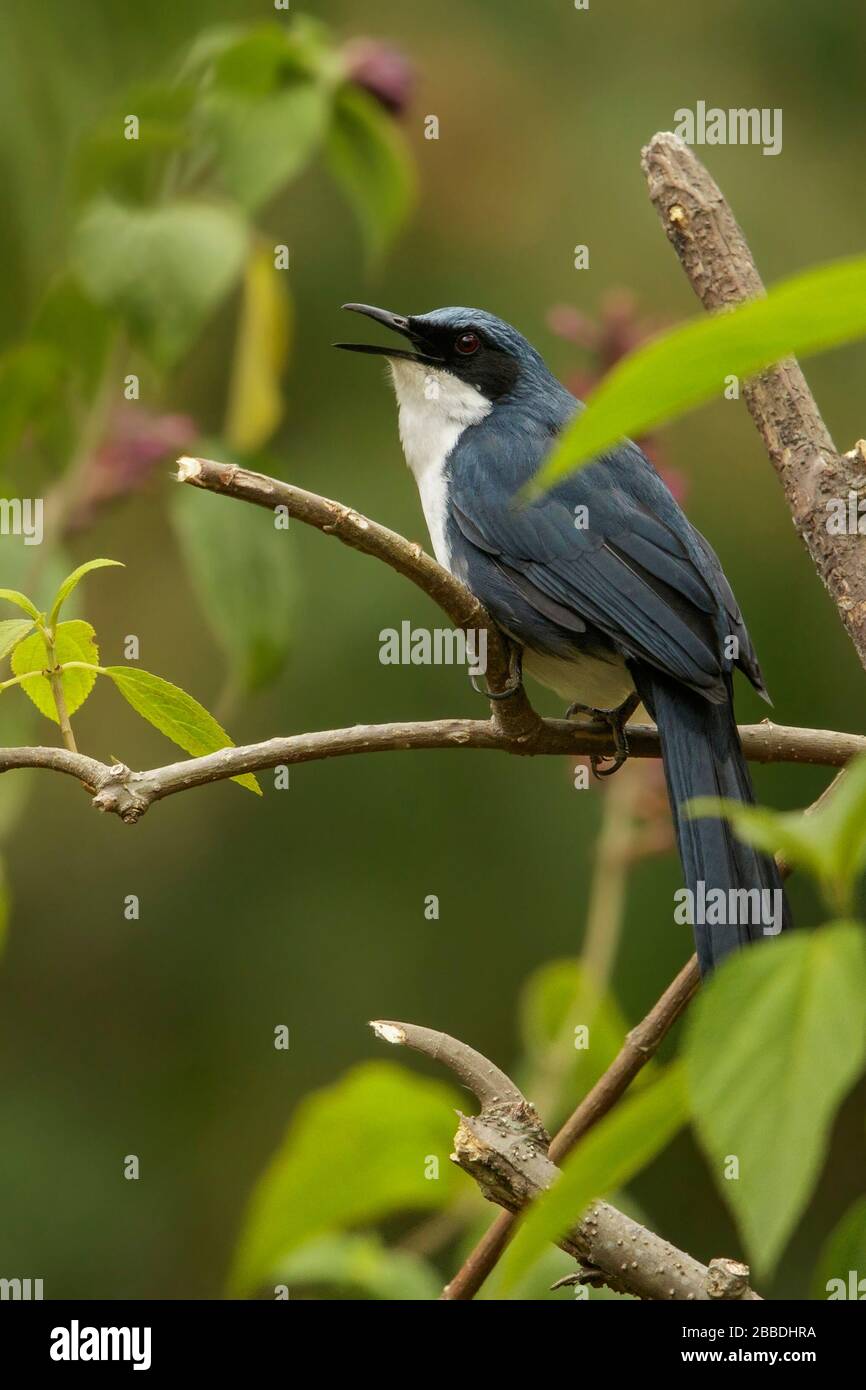 Blue-and-white Mockingbird (melanotis hypoleuucus) arroccato su un ramo in Guatemala in America Centrale. Foto Stock