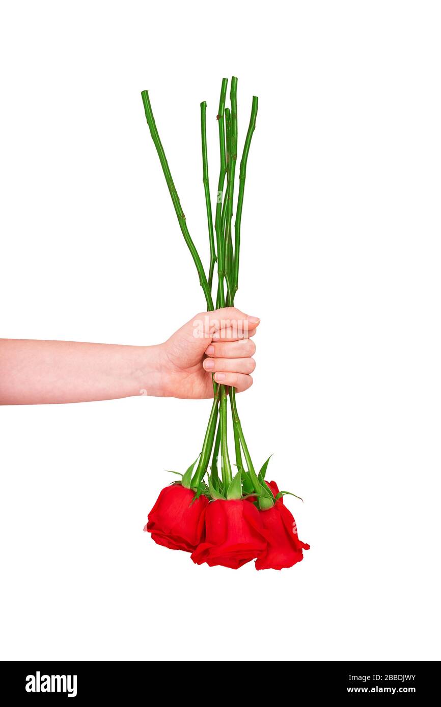 Crisi nello sviluppo di negozi di fiori e fiori. Bouquet invertito di rose rosse fresche in mano. Isolato su sfondo bianco. Foto Stock