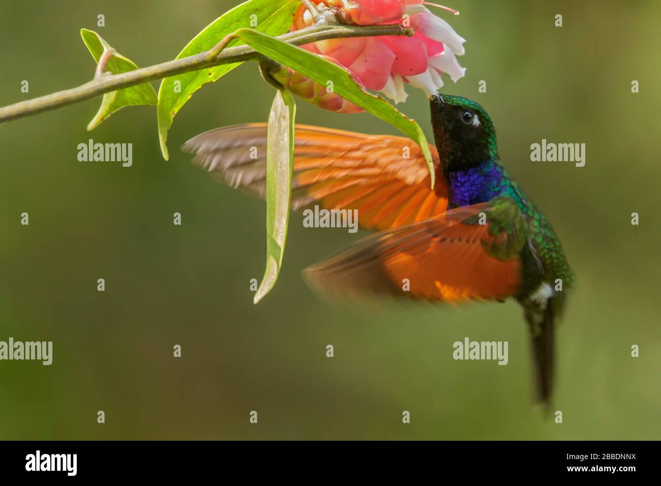 Hummingbird (Lamprolaima rami) granato-tritato che alimenta su un fiore in Guatemala in America centrale. Foto Stock