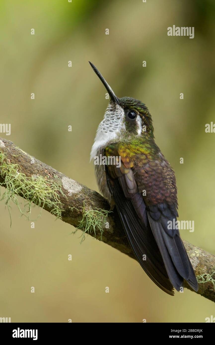 Verde-throtated Mountain-GEM (Lampornis viridipallens) arroccato su un ramo in Guatemala in America Centrale. Foto Stock