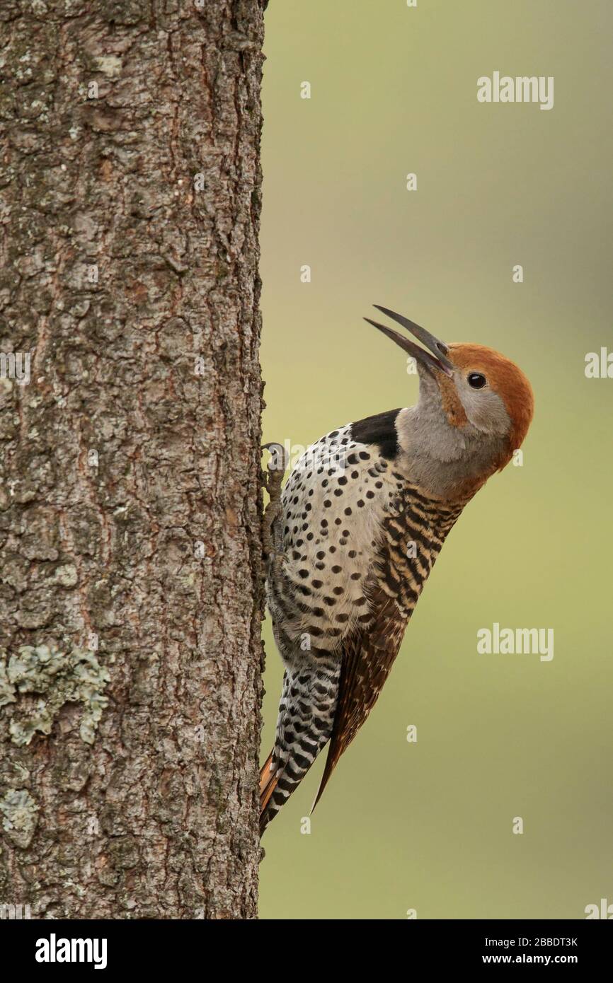 Calciatore guatemalteco (Colaptes auratus mexicanoides) appollaiato su un ramo del Guatemala in America Centrale. Foto Stock