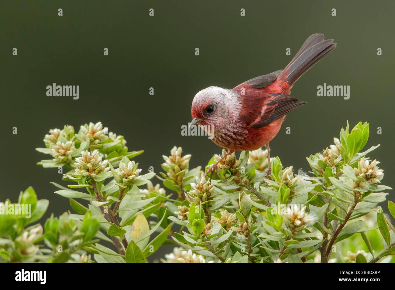 Warbler con testa rosa (Cardellina versicolor) arroccato su una filiale in Guatemala in America Centrale Foto Stock