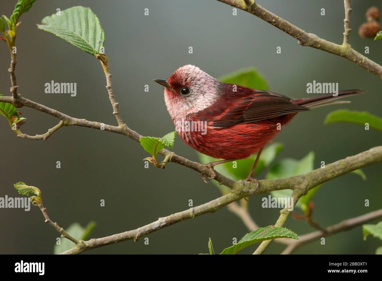 Warbler con testa rosa (Cardellina versicolor) arroccato su una filiale in Guatemala in America Centrale. Foto Stock