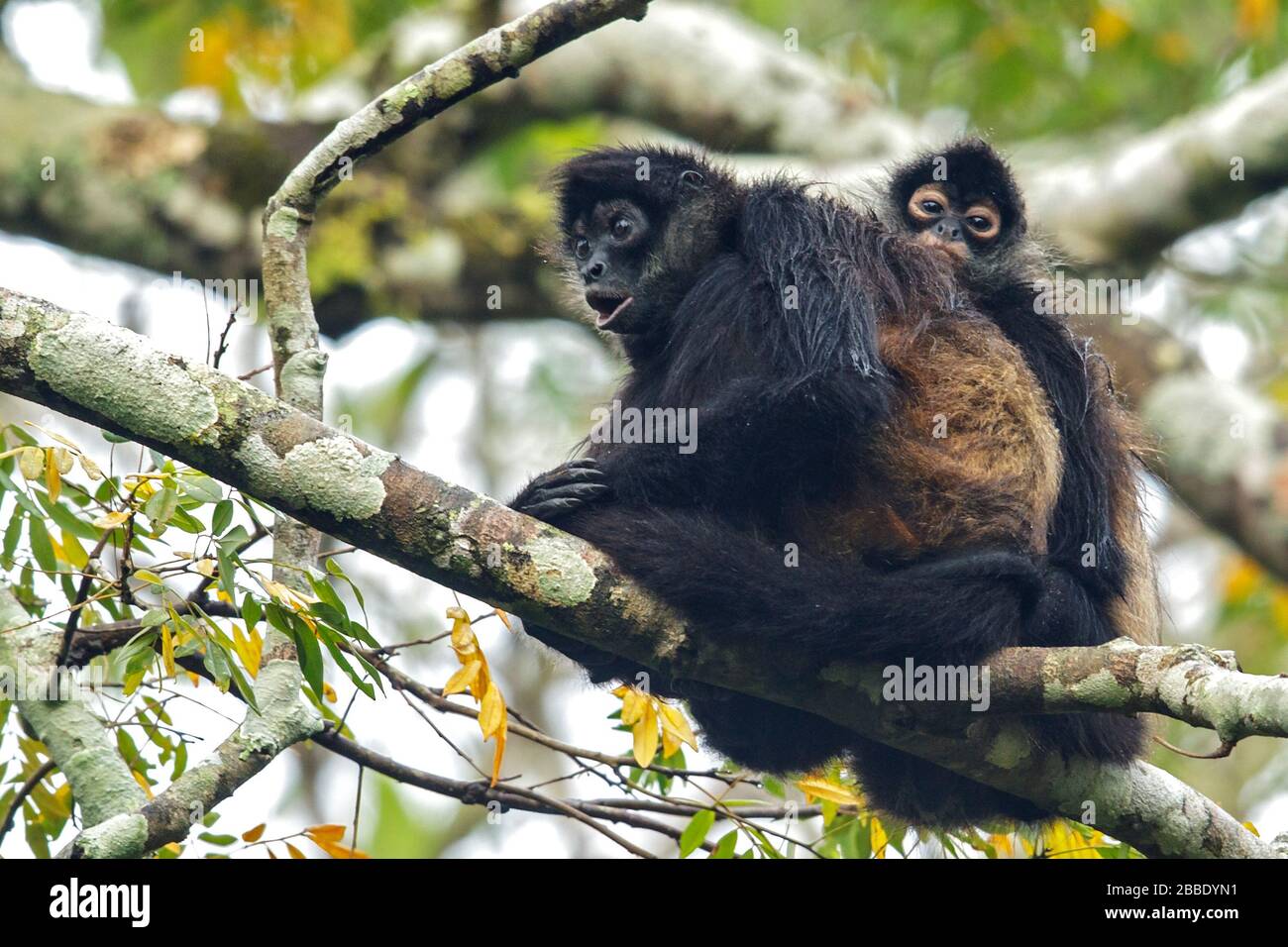 Spider Monkey, Simia Paniscus, arroccato su una filiale in Guatemala in America Centrale Foto Stock