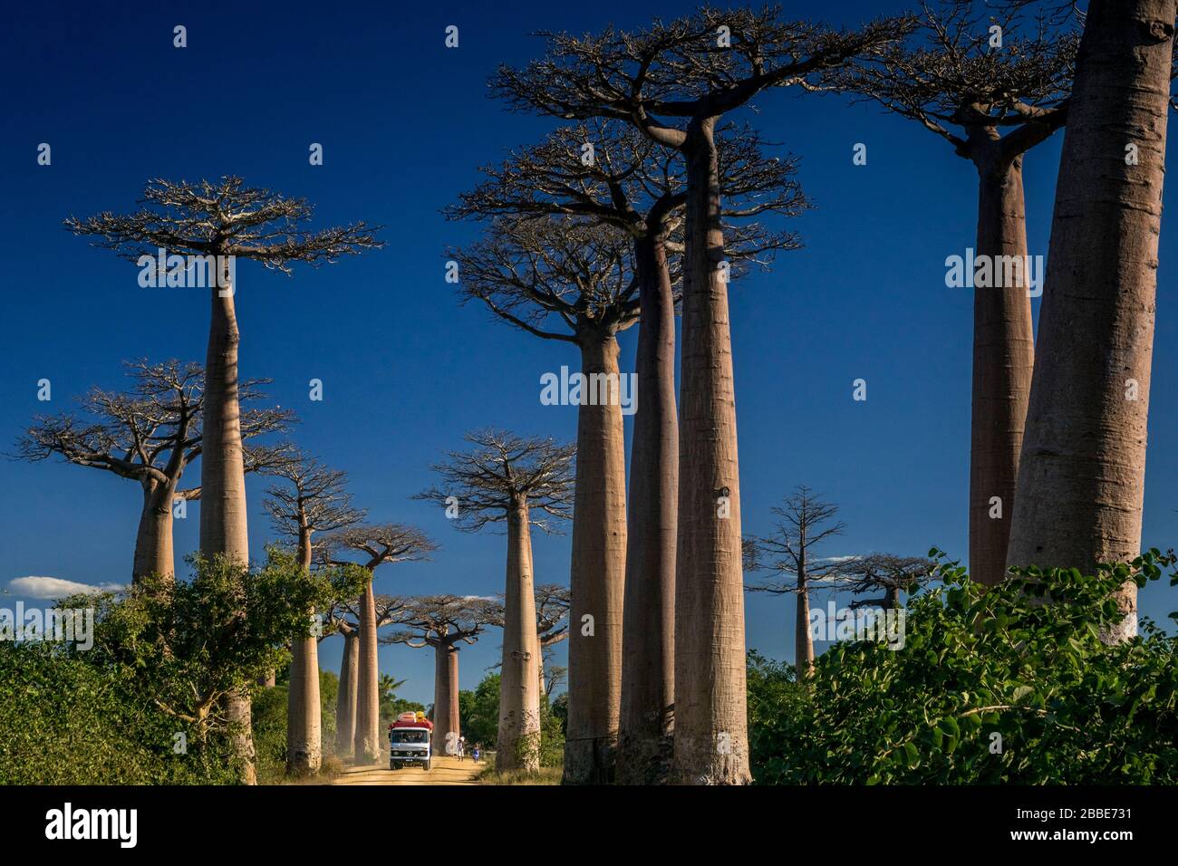 Vicolo di baobab vicino a Morondava, Madagascar Foto Stock