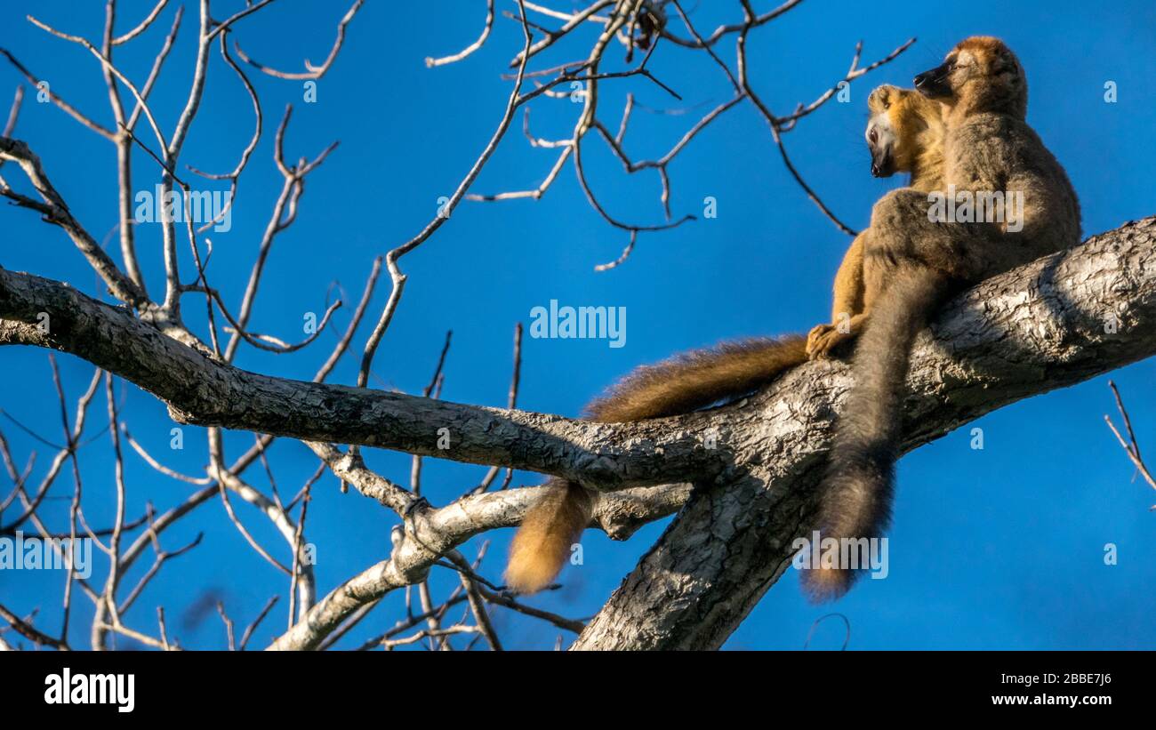 Animale della foresta secca di Kirindy, Madagascar Foto Stock