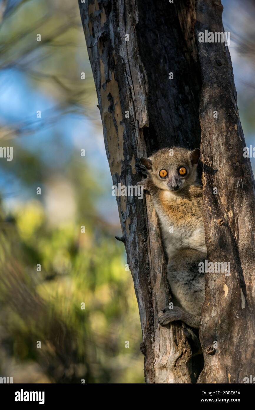 Animale della foresta secca di Kirindy, Madagascar Foto Stock