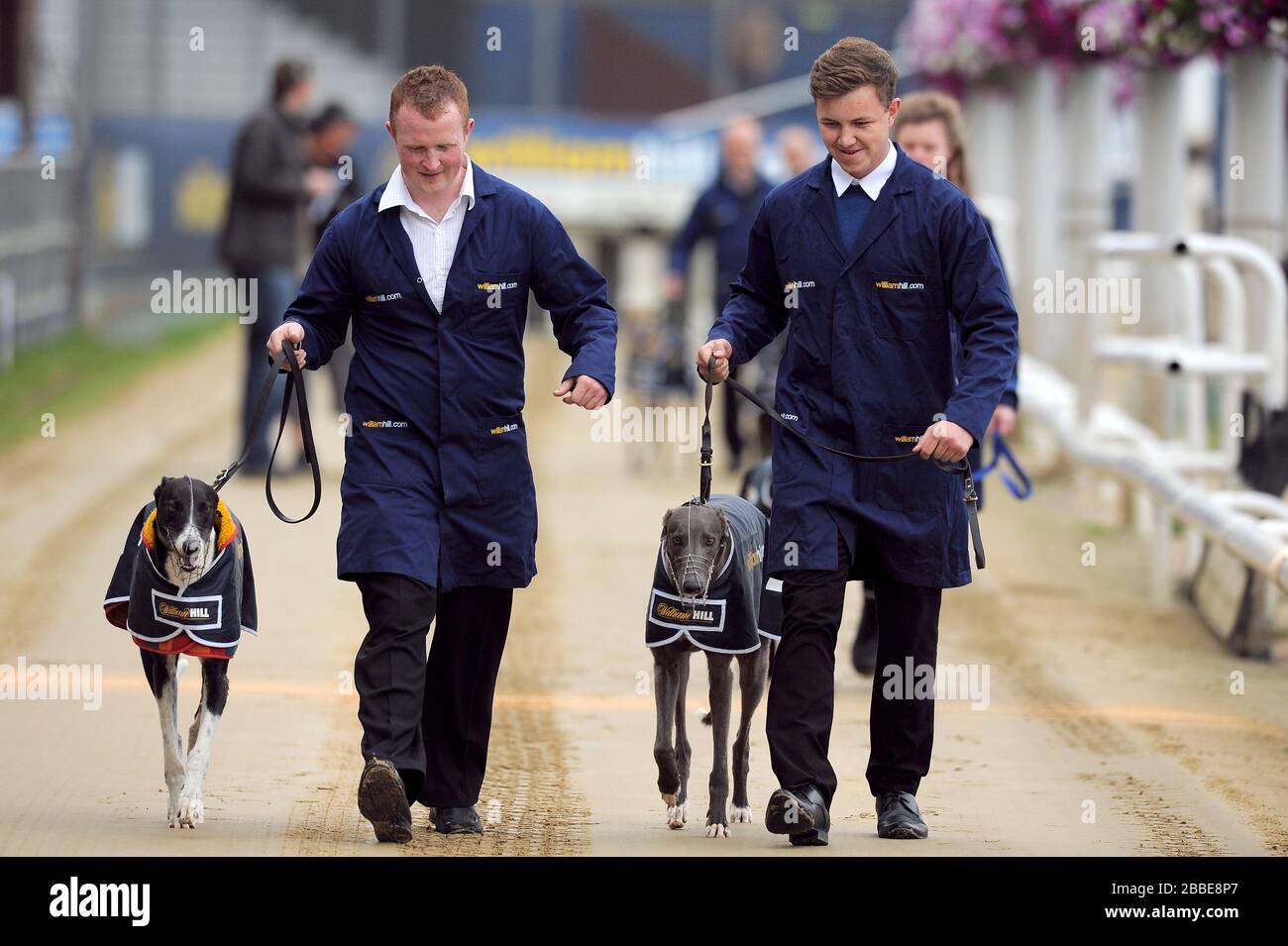 I cani sono condotti fuori davanti al William Hill Derby 3rd Round Heat 1 Foto Stock