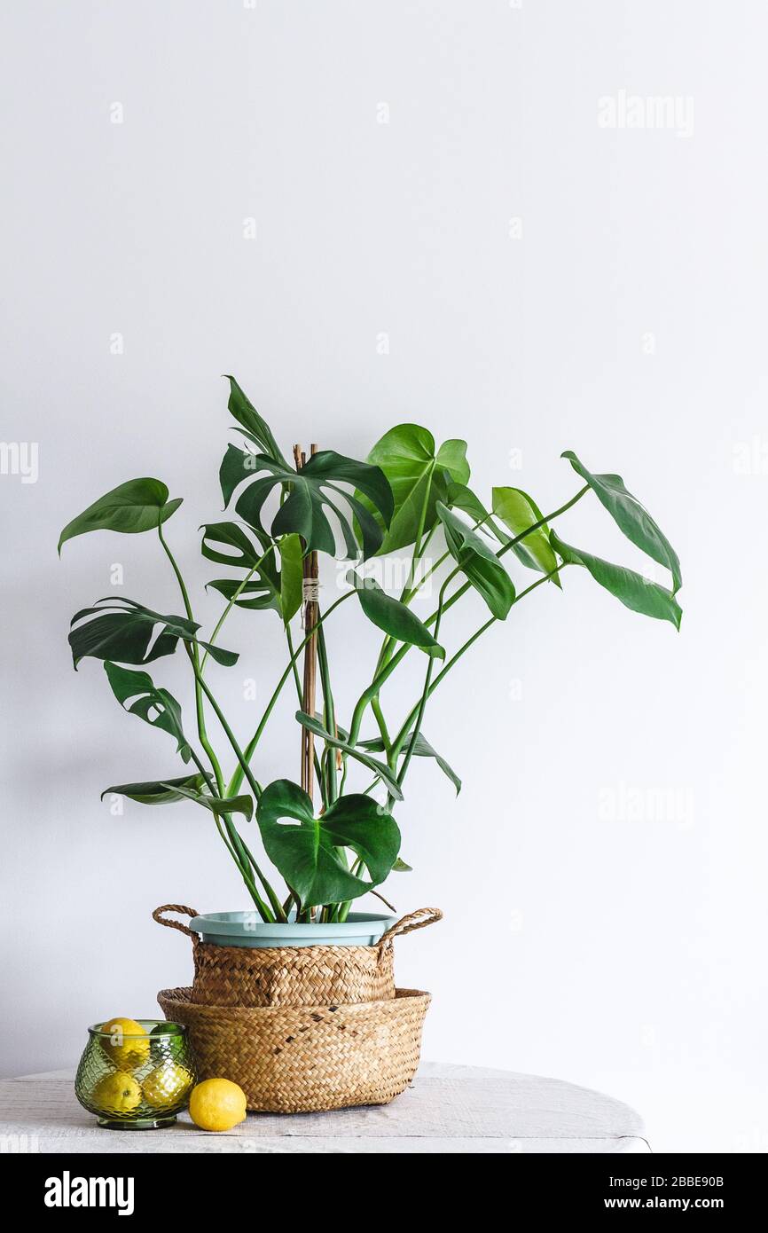 Monstera Deliciosa o Swiss Cheese in un cesto su un tavolo con una ciotola di limoni Foto Stock