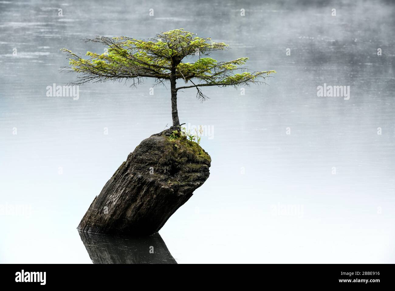 Fairy Lake Tree, Port Renfrew, Vancouver Island, BC Canada Foto Stock