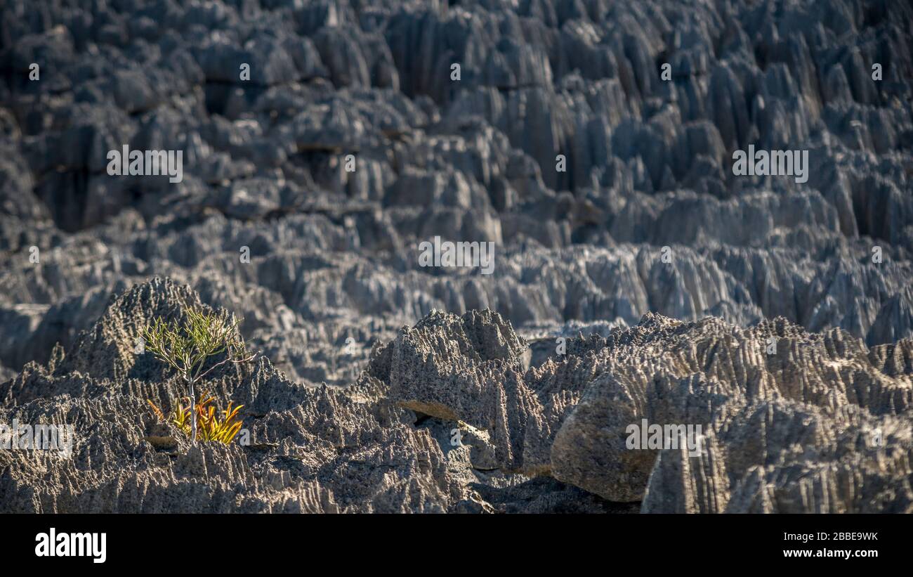 Parco Nazionale di Tsingy de Bemaraha, Madagascar. Foto scattata all'interno della parte Petit Tsingy, tra questo labirinto di kart! Foto Stock