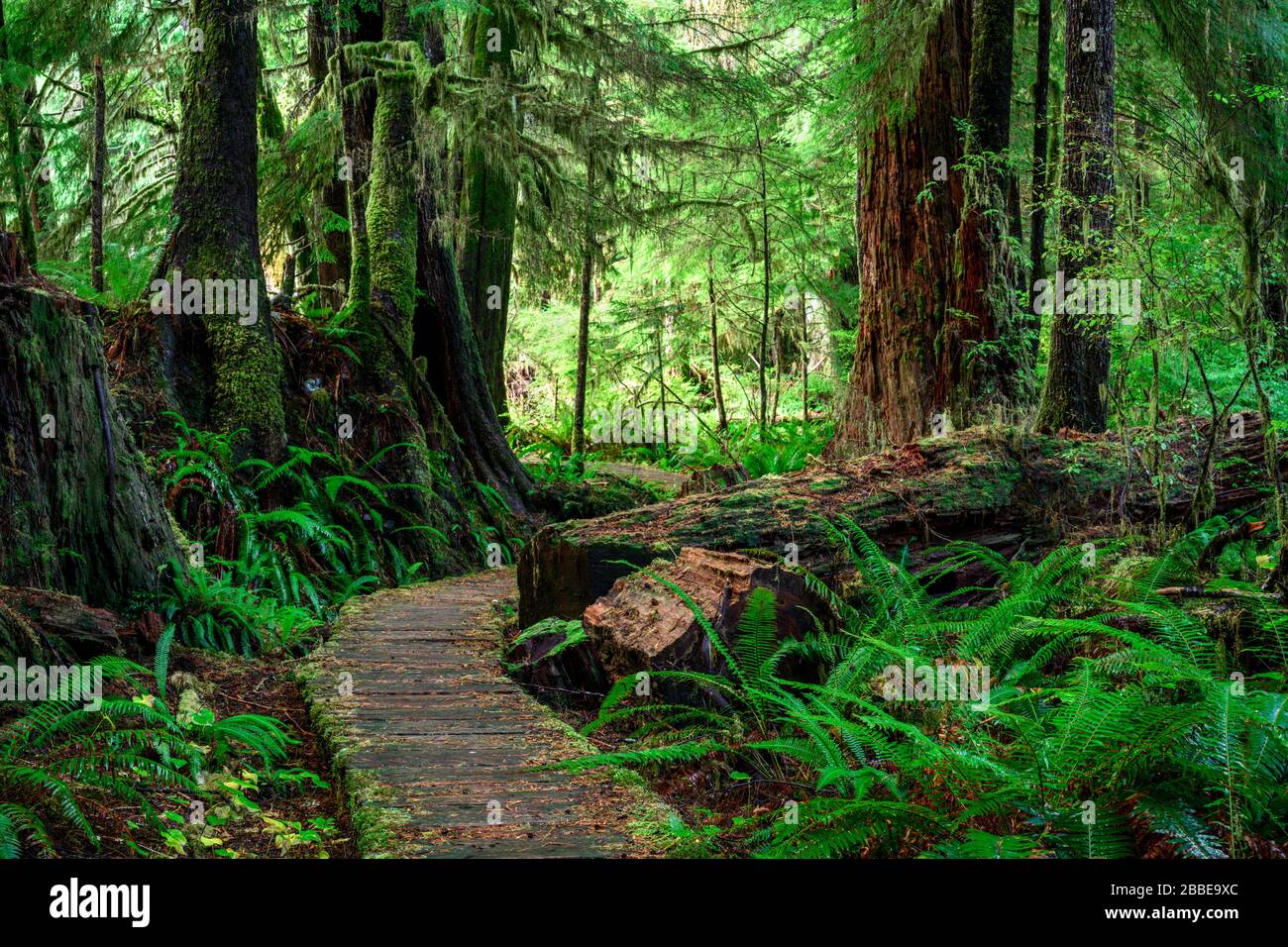 Carmanah Walbran Parco Provinciale, Isola di Vancouver, BC, Canada Foto Stock