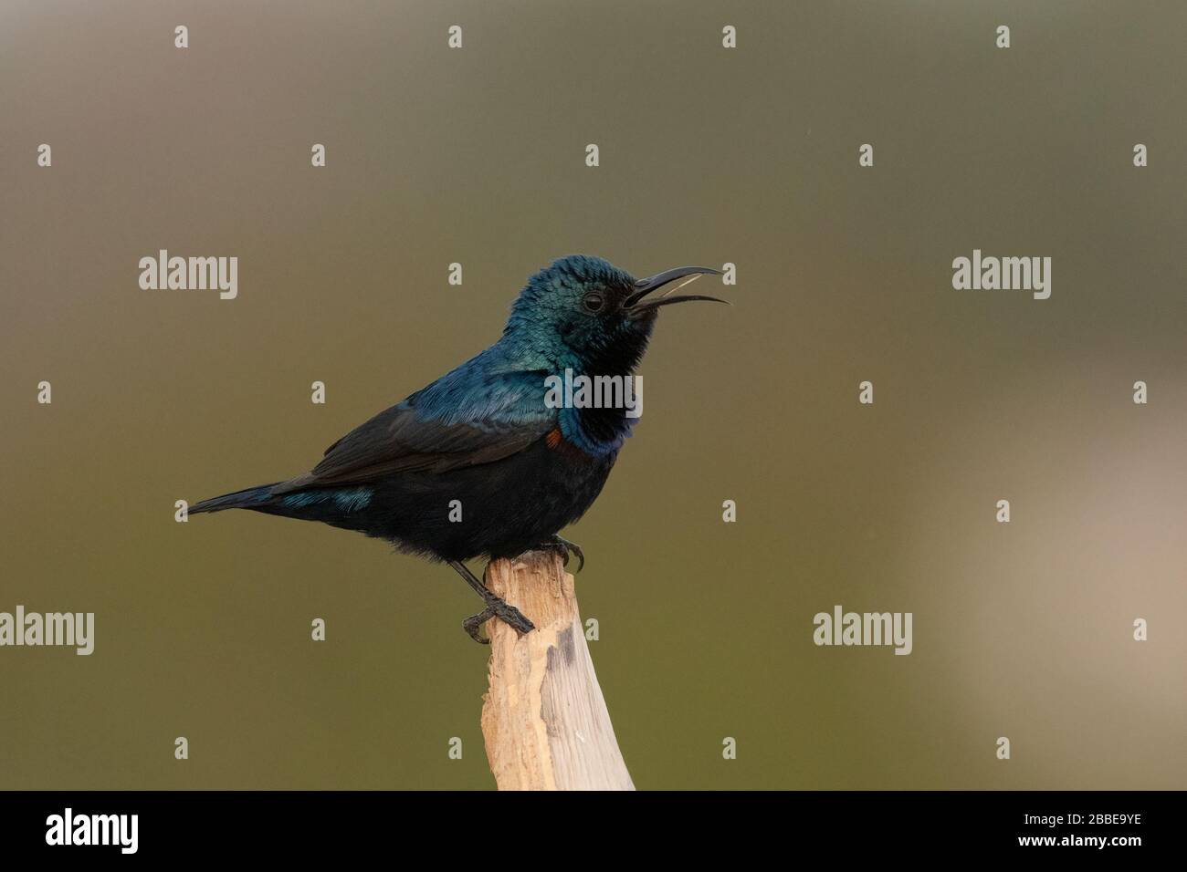 Sunbird viola (Cinnyris asiaticus) canto maschile Foto Stock