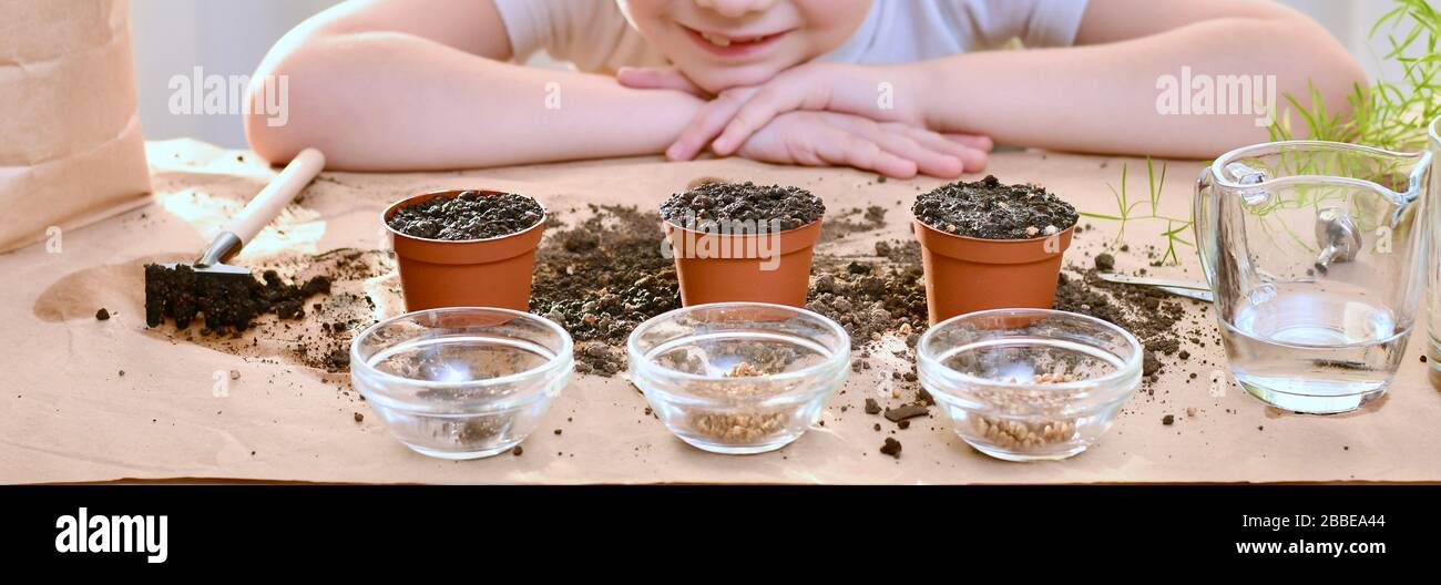 Semi di pianta di micro verdi di barbabietole cavolo coriandolo. Un bambino sorridente guarda il lavoro fatto, vasi di fiori con la terra. Foto Stock
