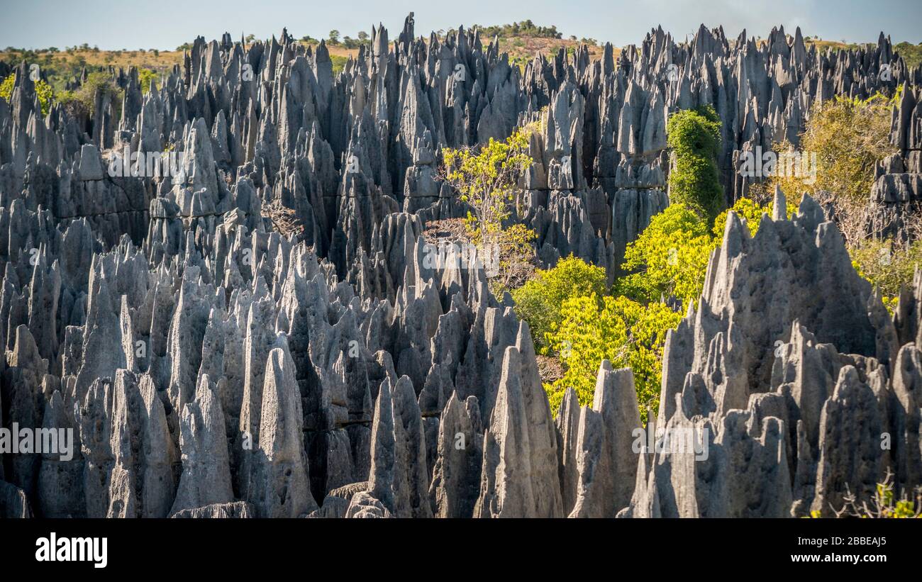 Tsingy Bemaraha National Park, Grand Tsingy, Madagascar Foto Stock