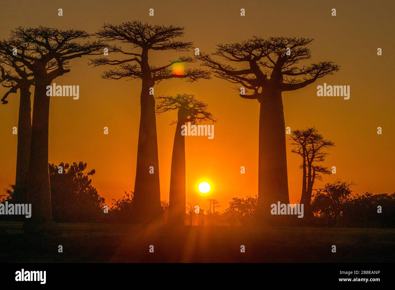 Baobab vicolo vicino a Morondava, Madagascar Foto Stock