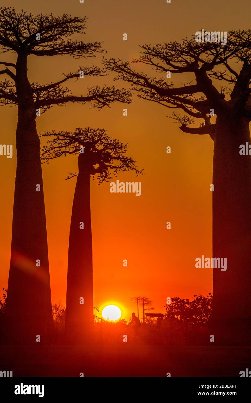 Baobab vicolo vicino a Morondava, Madagascar Foto Stock