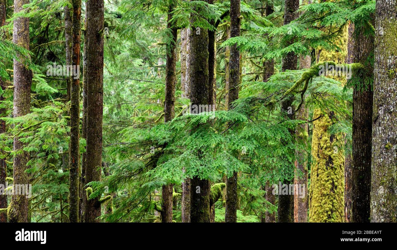 Sitka abete rosso, Picea sitchensis ed emlock occidentale, Tsuga eterophylla, Eden Grove (vicino Port Renfrew), Vancouver Island, BC, Canada Foto Stock