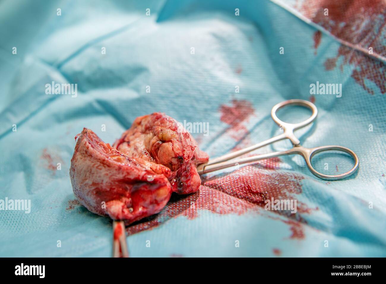 rimozione del tumore benigno sulla zampa del cane mediante intervento chirurgico Foto Stock
