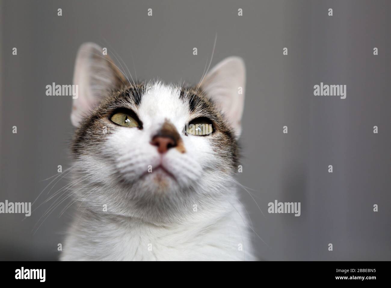 Ritratto di un gatto comune europeo Foto Stock